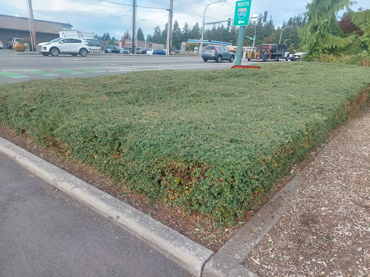 Ground-cover bed trimmed to a clean edge along the curb