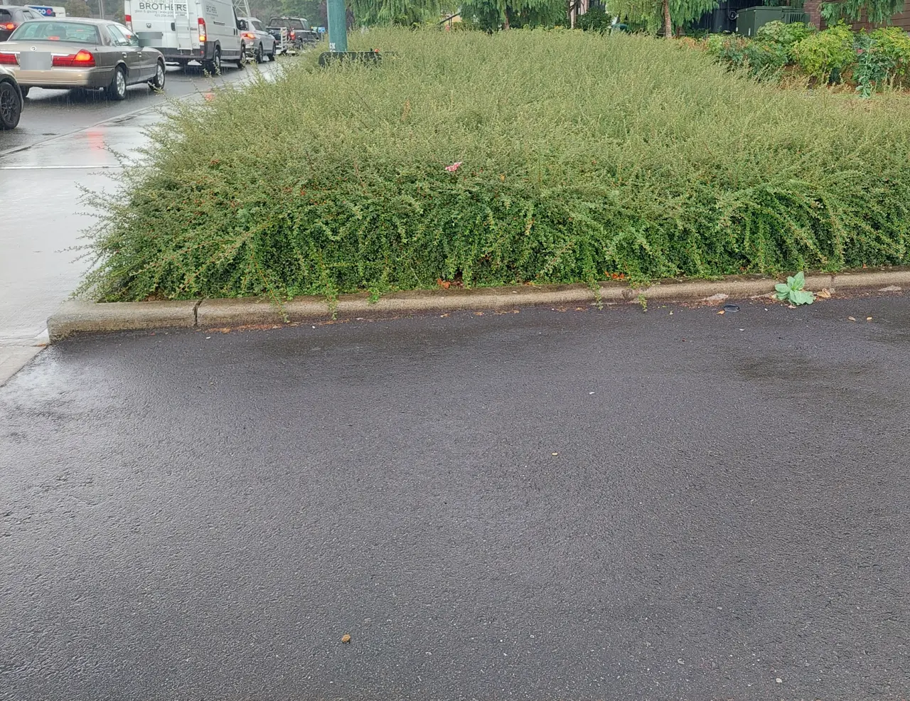 Overgrown ground cover spilling over the curb at a commercial property