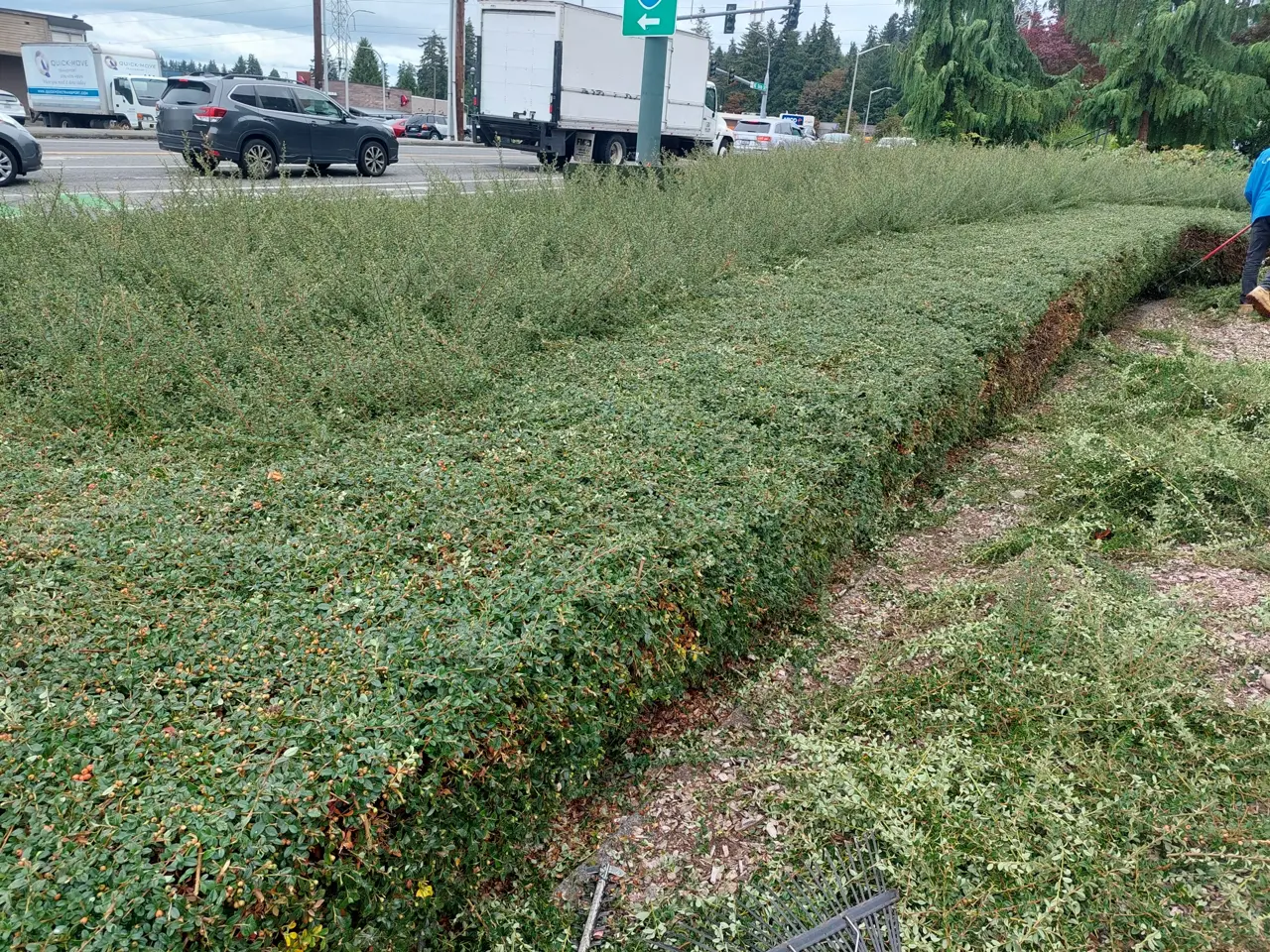 Ground-cover bed partly trimmed back, with cuttings on the ground
