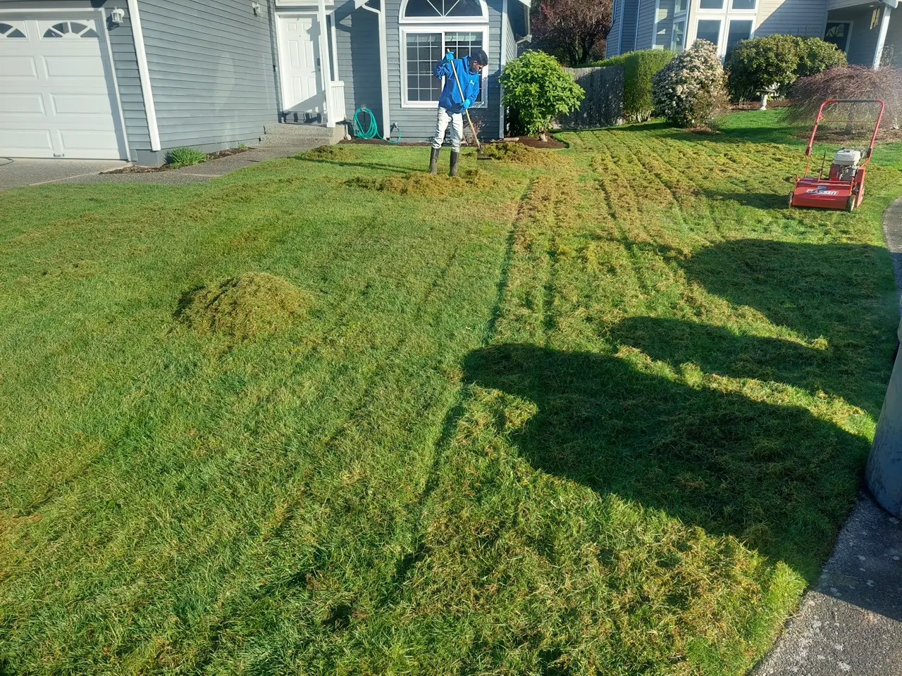 Crew member raking up loose thatch on a front lawn